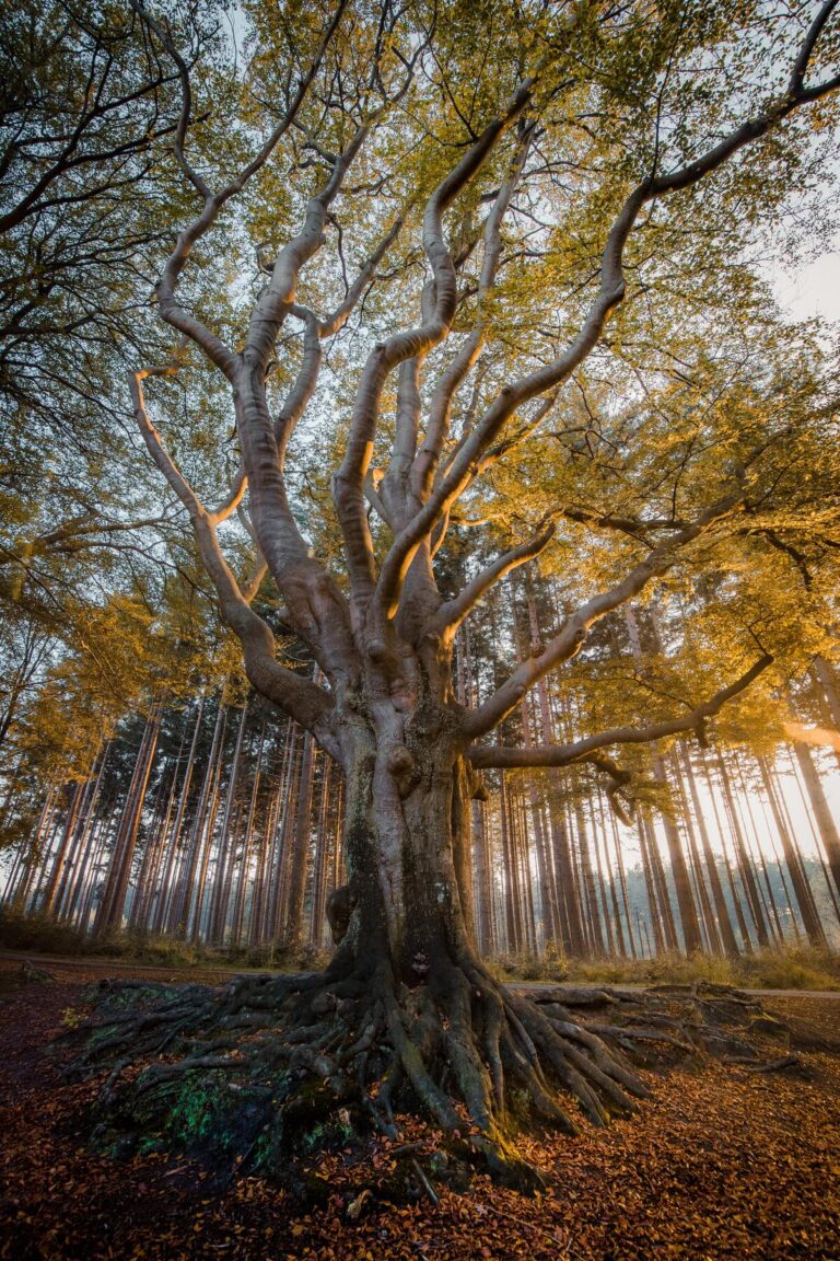 Arbol creciendo como una empresa